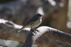 Setophaga coronata auduboni