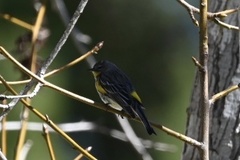 Setophaga coronata auduboni