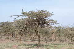 Vachellia xanthophloea