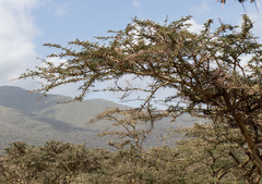Vachellia xanthophloea