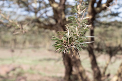 Vachellia xanthophloea