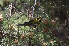 Setophaga townsendi