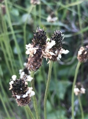 Plantago lanceolata