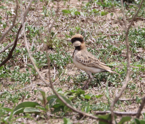 Fischer's Sparrow-Lark (Eremopterix leucopareia), photo 5