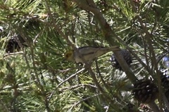 Setophaga occidentalis