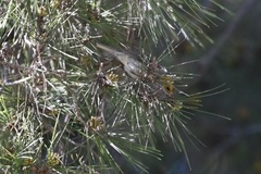 Setophaga occidentalis