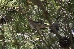 Setophaga occidentalis