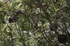 Setophaga occidentalis