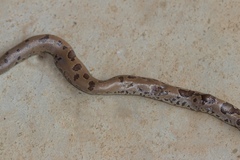 Eryx whitakeri
