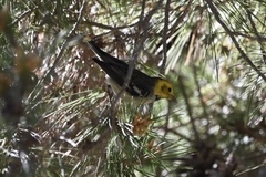 Setophaga occidentalis