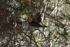 Setophaga occidentalis