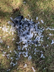 Columba livia domestica