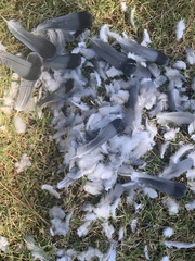 Columba livia domestica