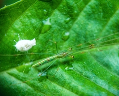 Tetragnatha hasselti