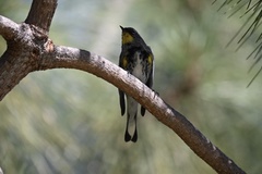 Setophaga coronata auduboni