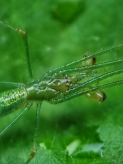 Tetragnatha hasselti