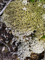 Racomitrium pruinosum