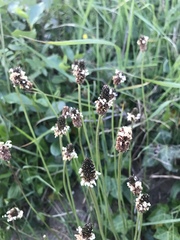 Plantago lanceolata