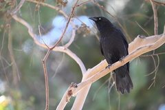 Corvus brachyrhynchos