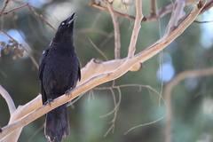 Corvus brachyrhynchos