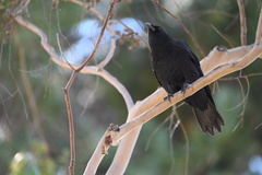 Corvus brachyrhynchos
