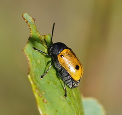 Cadmus litigiosus