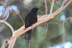 Corvus brachyrhynchos
