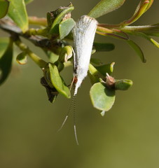 Asmicridea edwardsii