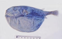 Sphoeroides pachygaster