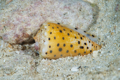 Conus pulicarius