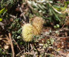 Banksia canei