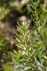 Banksia canei