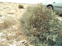 Halothamnus iranicus