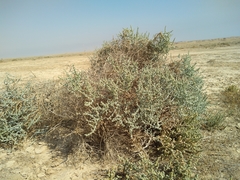 Halothamnus iranicus