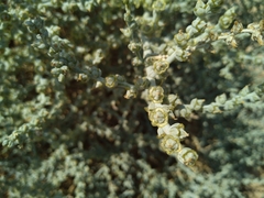Halothamnus iranicus