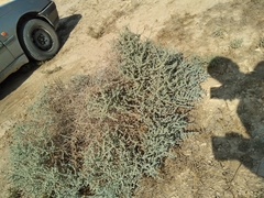 Halothamnus iranicus