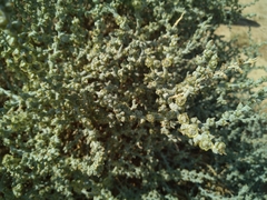 Halothamnus iranicus
