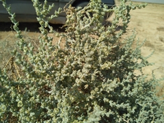 Halothamnus iranicus