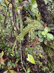 Phlegmariurus phyllanthus
