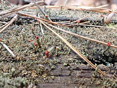 Cladonia didyma