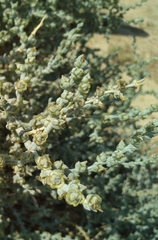 Halothamnus iranicus