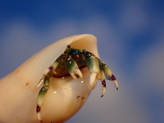 Calcinus guamensis