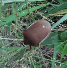 Basicryptus costalis