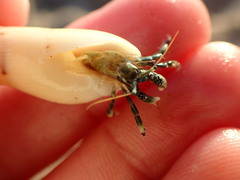 Calcinus guamensis