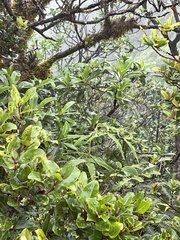 Scaevola glabra