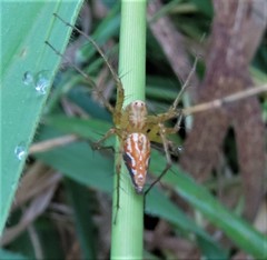 Oxyopes angulitarsus