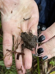 Glandirana rugosa