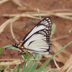 Leucochitonea levubu