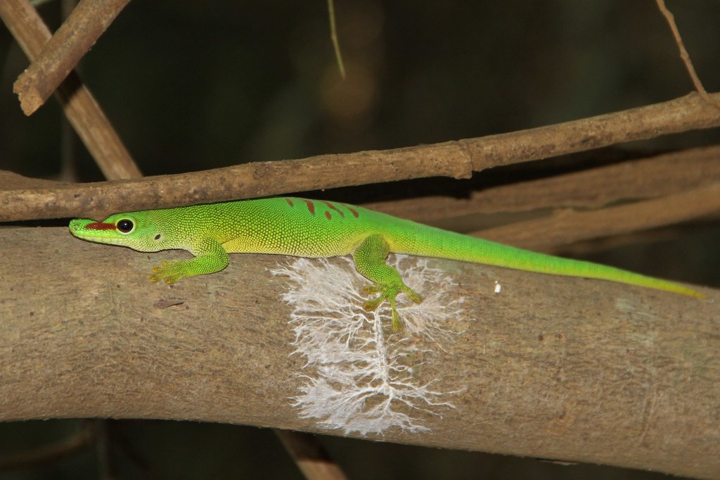 Madagascar Giant Day Gecko from Antsiranana Rural, Madagascar on ...