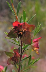 Pimelea ligustrina ligustrina
